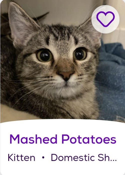 petfindernames tweet picture