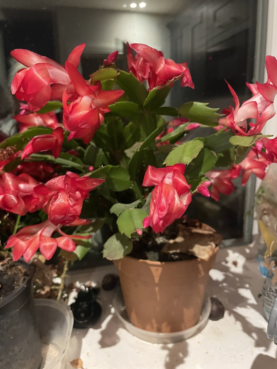 I love the Christmas cactus. So dramatic