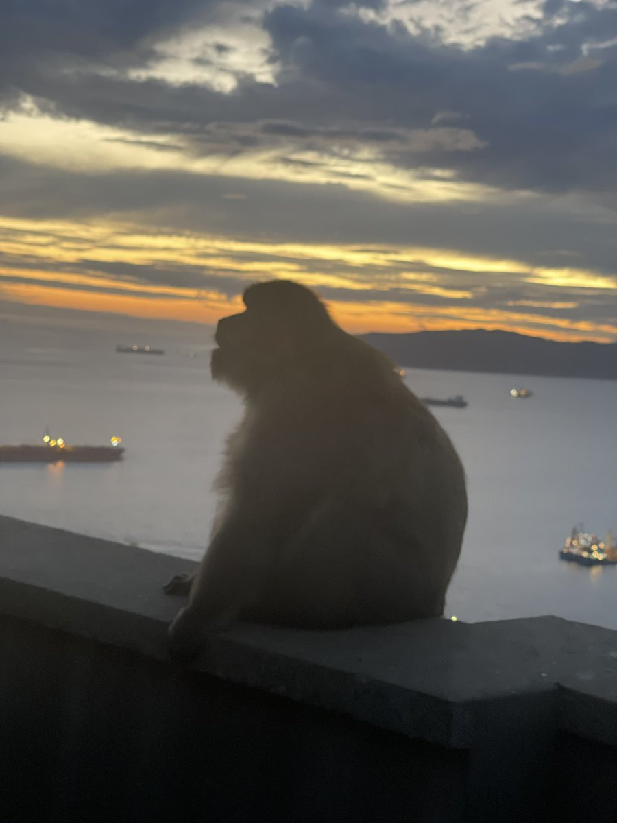 ꜱᴛᴇᴠᴇ ʙʀᴏᴡɴ tweet media