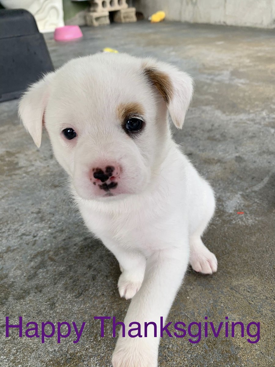 We are full of gratitude this #Thanksgiving for all that you have done to help our rescue mission. To the rescuers, veterinarians, adopters and shelter partners, we say thank you!! 🐾🇵🇷 #gratitude