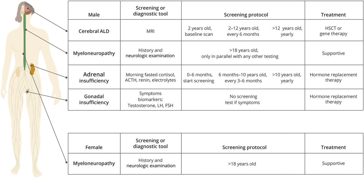 International Recommendations for the Diagnosis and Management of Patients With Adrenoleukodystrophy: A Consensus-Based Approach bit.ly/3ExwJWQ

#CME opportunity: Read the article then click on the "CME Course" tab to begin. 

#NeuroTwitter #Neurology