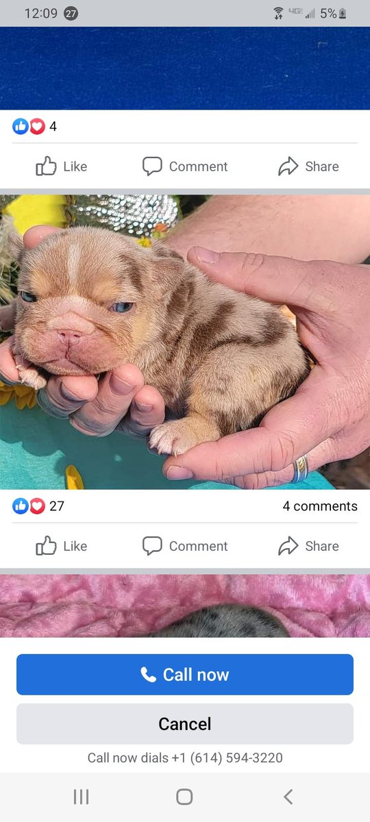 Shrinkabulls's tweet photo. New shrinkabulls babies https://t.co/nfAo1YdwyH