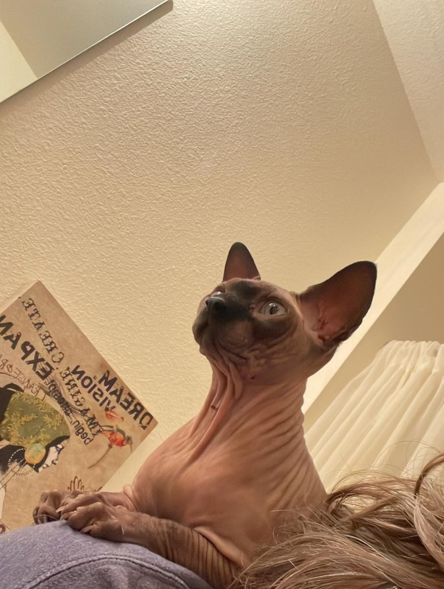 𝒬𝓊𝒶𝓈𝒶𝓇: 𝒪𝓋𝑒𝓇𝓁𝑜𝓇𝒹 👑 tweet media