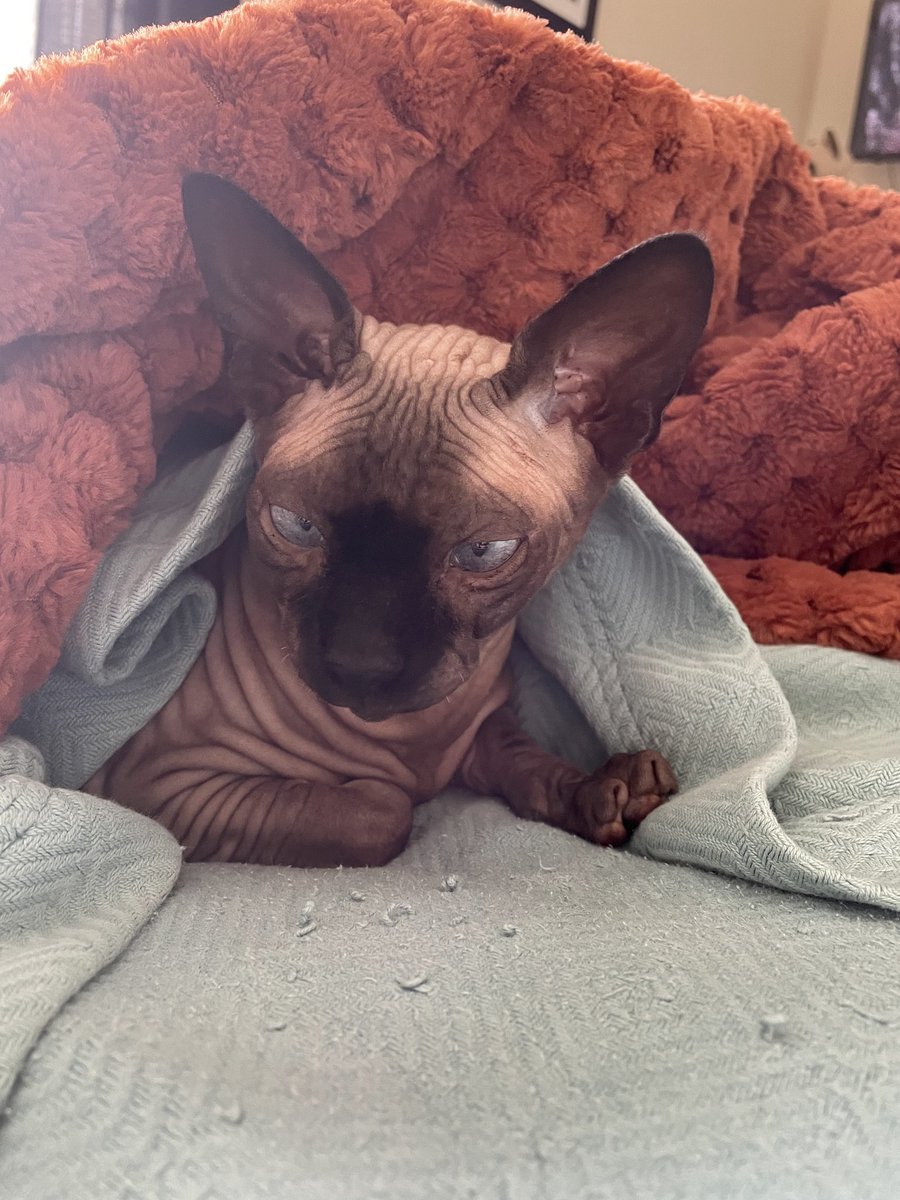 𝒬𝓊𝒶𝓈𝒶𝓇: 𝒪𝓋𝑒𝓇𝓁𝑜𝓇𝒹 👑 tweet media