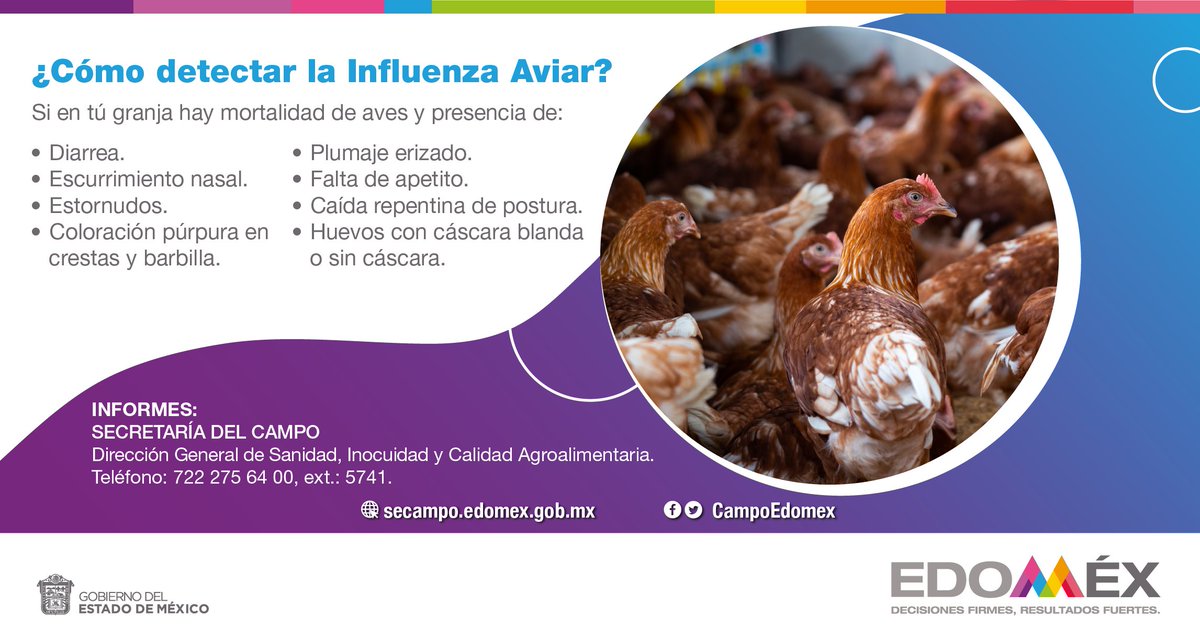CampoEdomex's tweet photo. #InfluenzaAviar | Si tus aves presentan algún síntoma, repórtalo a la Comisión México-Estados Unidos para la prevención de la fiebre aftosa y otras enfermedades exóticas (CPA) o a la Dirección General de Sanidad, Inocuidad y Calidad Agroalimentaria📞 722 275 64 00, ext. 5741. https://t.co/9DjKr3rWfC