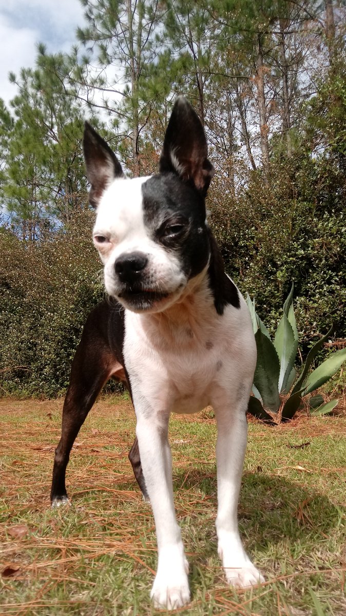 cozywithgozy's tweet photo. Happy Thanksgiving everydoggie. 
Woof 🐾 Have a cozy day. 

#dogsoftwitter #bostonterrier https://t.co/fZo7Jjp3Mp