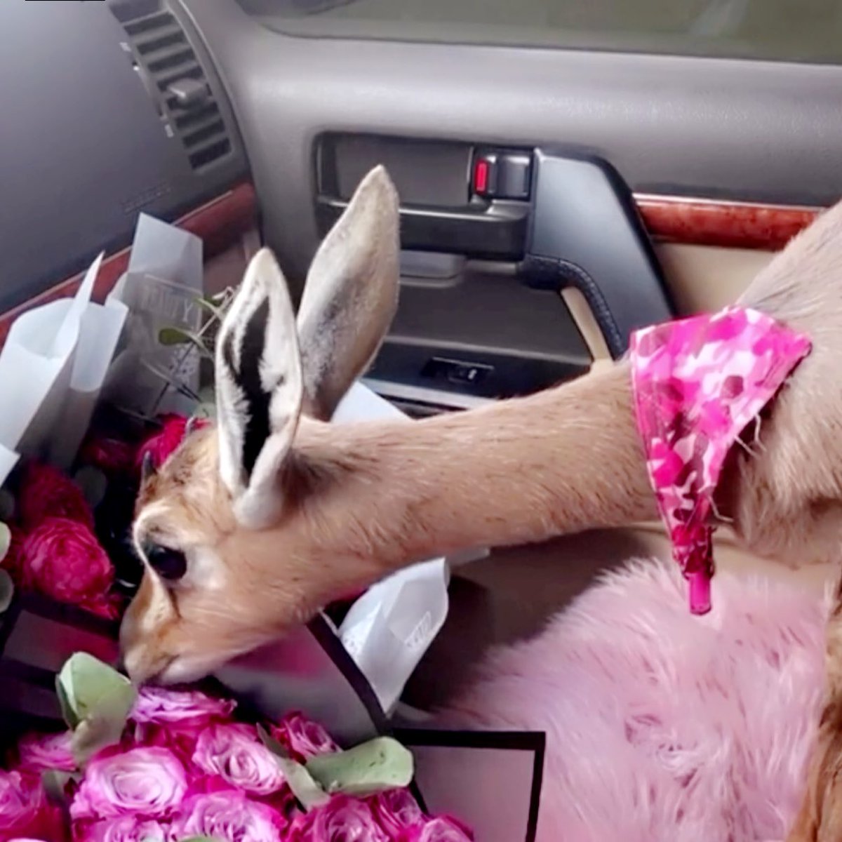 ㅤㅤㅤㅤ

͏ 

͏الكبر لله .. لكن الحق ينقال
انا على بعض المخاليق واجد