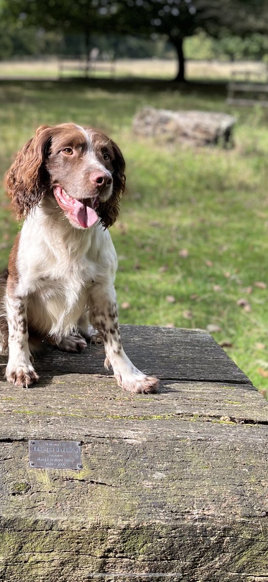 Another second place today for our Clyde. That’s 2 seconds a third and 2 coms. We are praying for a first place win before the end of the field trial season. 🍀🍀🤞🤞