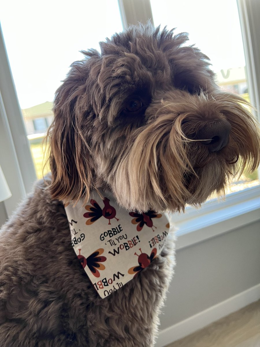 MTNester11's tweet photo. Happy Thanksgiving from Rebel and me! Enjoy your day, count your blessings and snuggle with your favorites! #dogsoftwitter #Thanksgiving2022 https://t.co/2XyEh4Hgde