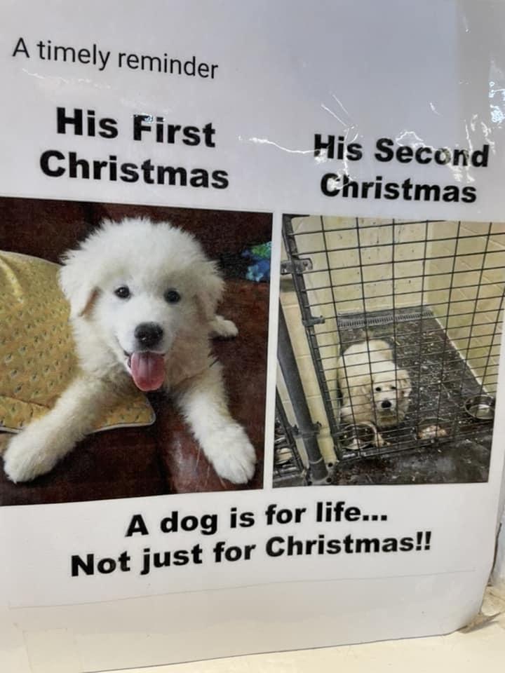 Heckin Good Dogs (@heckingooddogs) on Twitter photo 