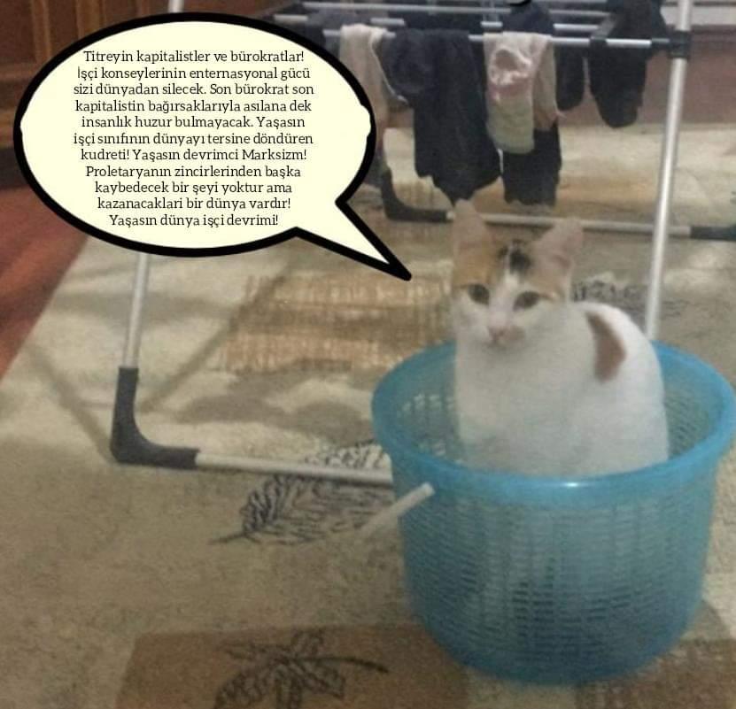 Dostum bu kedi doğruları tükürüyor