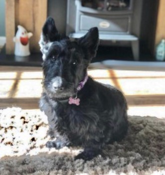 millypod1's tweet photo. FREIDA HOME SAFE. THANKS FOR RT's😊🐕🐾
🆘20 NOV 2022 #Lost #ScanMe #Tagged
Black Scottish Terrier Female
PLEASE DO NOT SHOUT OR CHASE
Lost behind fields nr Panama Hatties Restaurant nr #A49 #Bunbury #Spurstow #Cheshire #CW6
#Tarporley SIGHTINGS PLZ**
https://t.co/wvcxFlPS7v https://t.co/kTgDoRBWXJ
