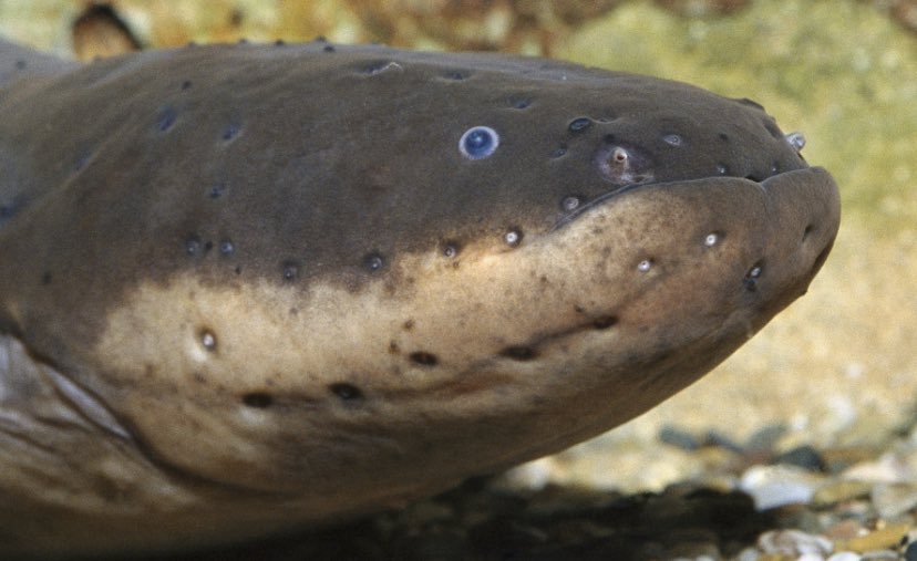 DylansSpaghetti's tweet photo. I am thankful for electric eels https://t.co/m6c41nWcPt