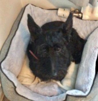 millypod1's tweet photo. FREIDA HOME SAFE. THANKS FOR RT's😊🐕🐾
🆘20 NOV 2022 #Lost #ScanMe #Tagged
Black Scottish Terrier Female
PLEASE DO NOT SHOUT OR CHASE
Lost behind fields nr Panama Hatties Restaurant nr #A49 #Bunbury #Spurstow #Cheshire #CW6
#Tarporley SIGHTINGS PLZ**
https://t.co/wvcxFlPS7v https://t.co/kTgDoRBWXJ