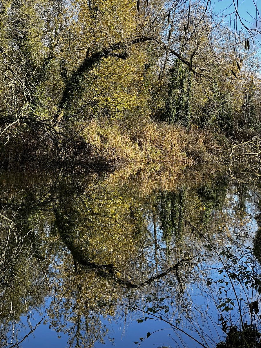 fionacue1's tweet image. Canal #newbury #cshape #reflections #trees #lateautumn #prettylight #beautifulday #walkingforhealth #mentalhealth #visitnewbury #locks  #towpath