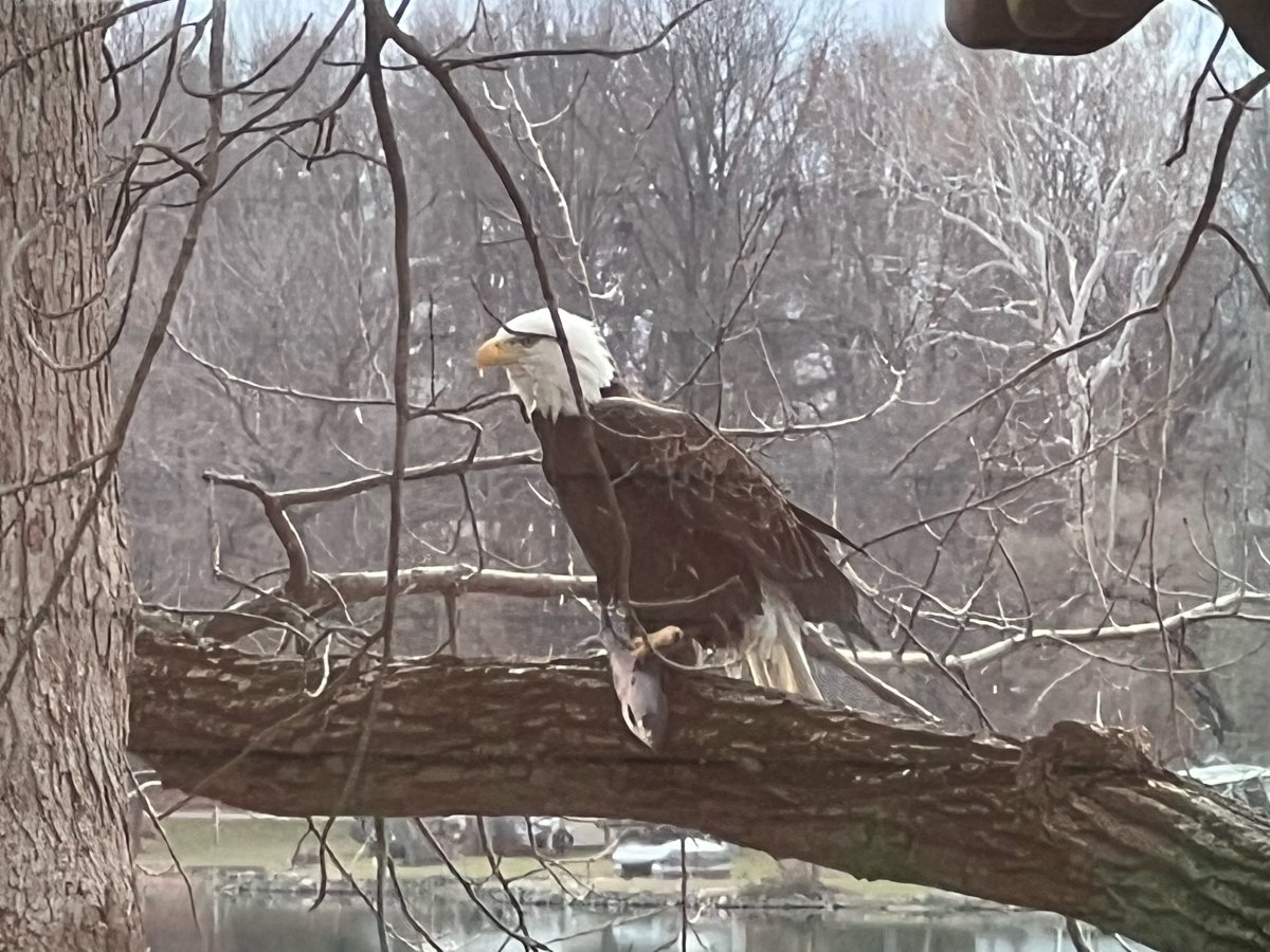 I just pulled the turkey out of the oven and saw a bald eagle perched in our tree having a Thanksgiving feast of his own! #Thanksgiving