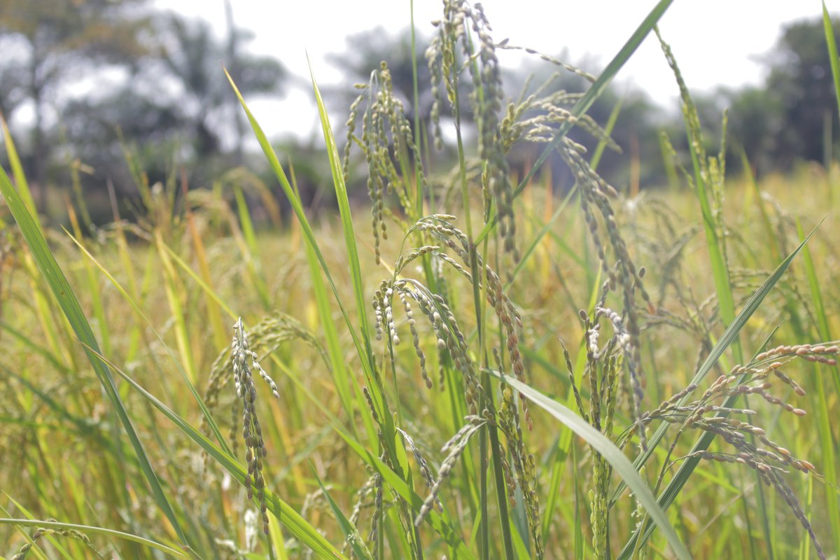 Riz gadu Congee Paddy Field, paddy, riz, riz, Hedao, riz, Feuille, plante  Tige png | PNGEgg, image size:1200x800