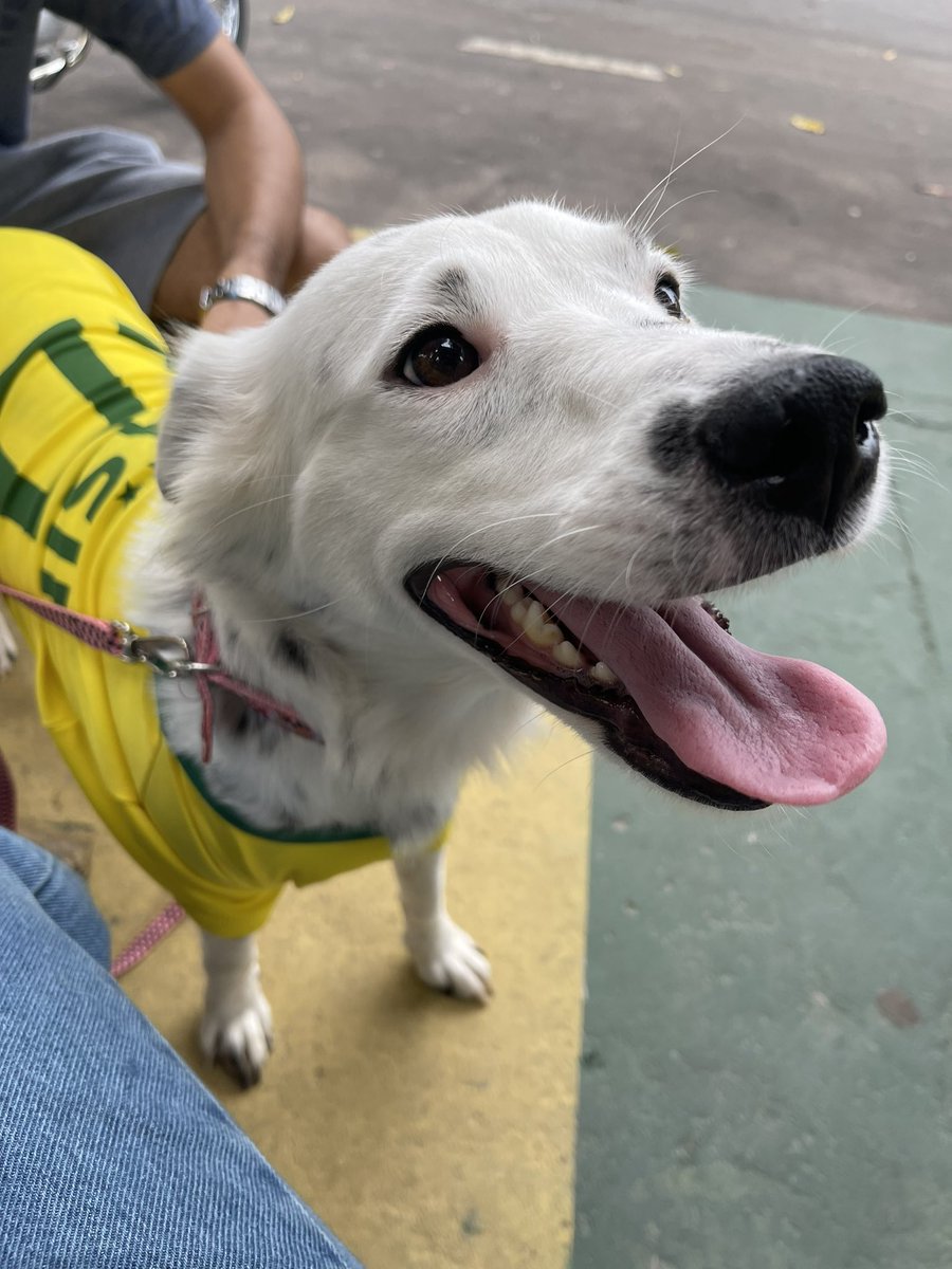 Hahahaha não dou conta 🇧🇷❤️