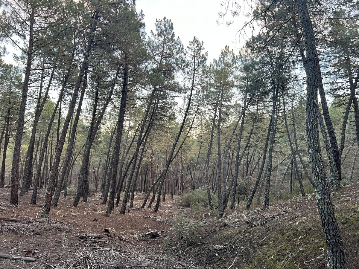 NatureValuing's tweet photo. Time to enjoy the nature picking up mushrooms in #Aliste #Spain. Ecosystem services: provision and cultural.
Our #ErasmusPlus project highlights the value of nature and the benefits it brings us.
We are:
@iesaliste @usal @ValuingnatureG @ValuingnatureL @ValuingR @ValuingNatureCR https://t.co/4b6bznOpsI