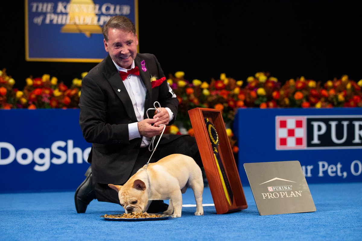 National Dog Show on X: A bouncy, crowd-pleasing French Bulldog, Winston,  was declared Best In Show at Philadelphia's prestigious National Dog Show  Presented by Purina, Thanksgiving Day. Winston has 78 Best In