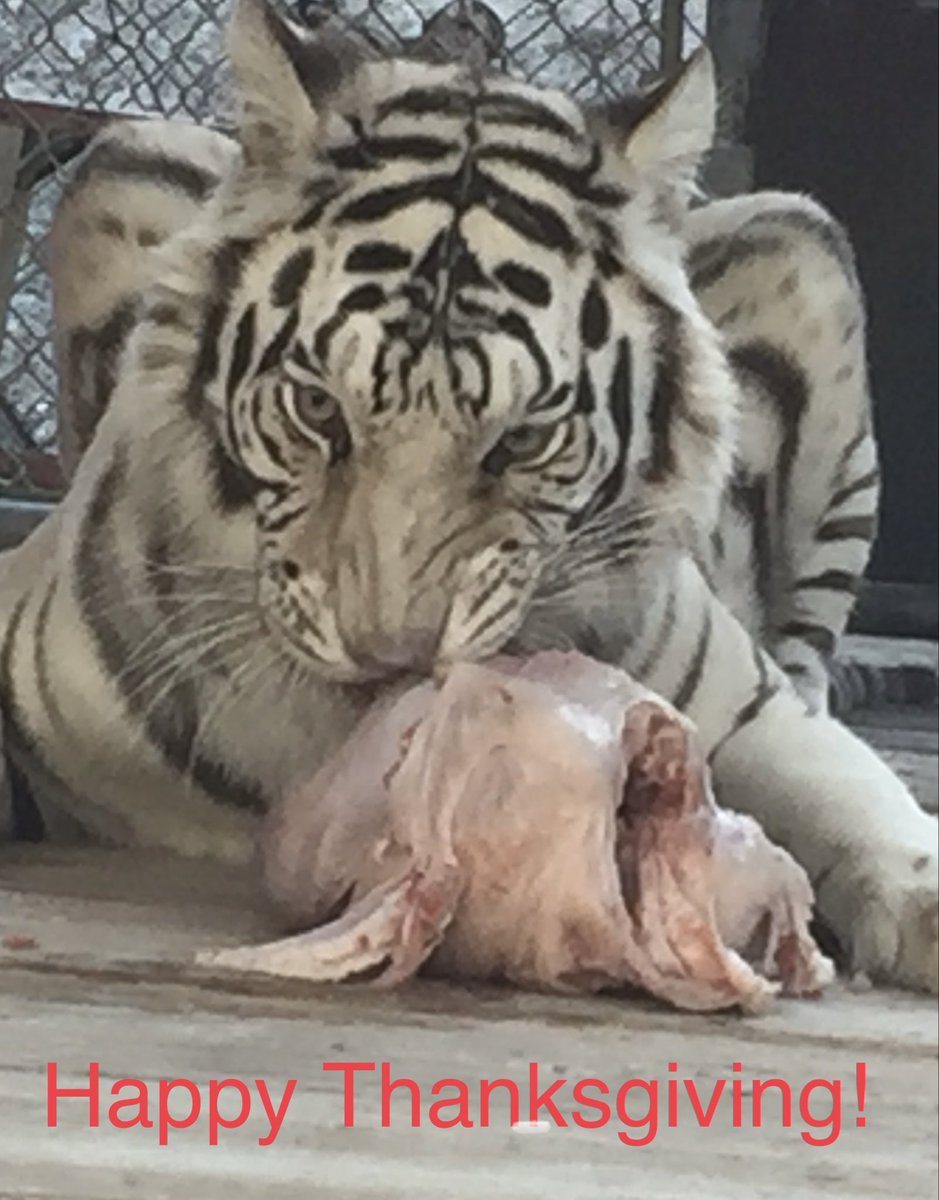 Happy Thanksgiving! Thankful for friends, family…and a little White Tiger Vodka ❤️