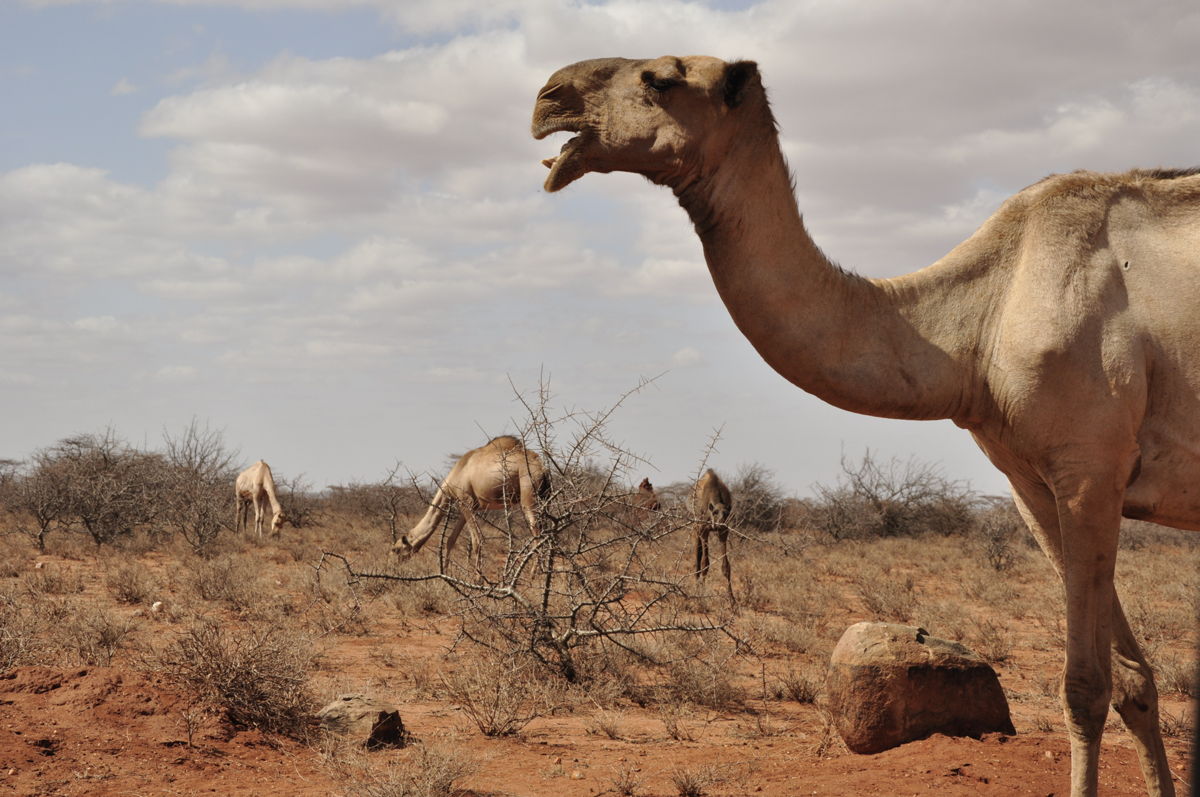 @ScienceMagazine @IPBES @UNCCD @PASTRES_erc @Rangelands_Glbl @RangelandsI @Pastoralism1 @CSPSomalia @CELEP_FP @Maestrelab @UA_Universidad Our findings emphasize the importance of accounting for interactions between grazing and local abiotic and biotic factors when assessing ecosystem service delivery in drylands, which collectively constitute the largest rangeland area on Earth and host over 50% of total livestock