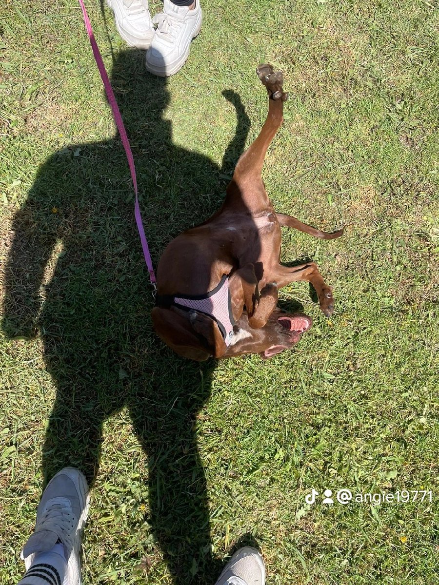 Amig@s esta hermosa perrita fue encontrada en un basural en San Pedro,fue llevada al veterinario y no tiene chip, tiene alrededor de 1año y es raza Braco Weimaraner pequeña. 
Necesitamos encontrar hogar para ella,la persona que la encontró ofrece regalos para quien le dé un hogar