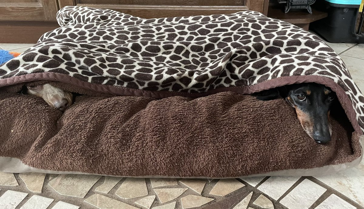 longdoglover's tweet photo. The noses know the best place to be on a cold winter day is in the snuggle bag. #Dachshund #doxie #doxieposse #longdogs #sausagearmy https://t.co/wMNFNEnI3t