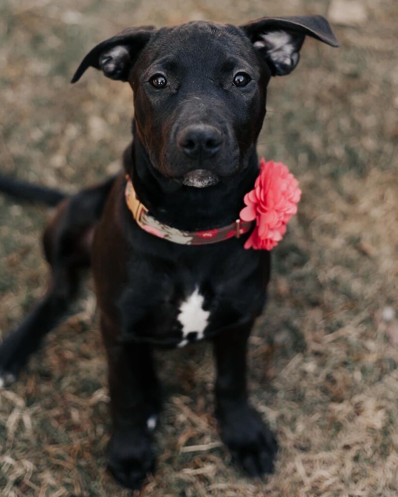 Smokey is a 4 month old mix of everything cute waiting to be adopted!!

We lovingly refer to Smokey as the “Zoomie Queen”. She’s at her happiest when she is zooming around the backyard and playing. 😄 She loves to play with her furry siblings and subm… instagr.am/p/ClWsq-gLW1g/
