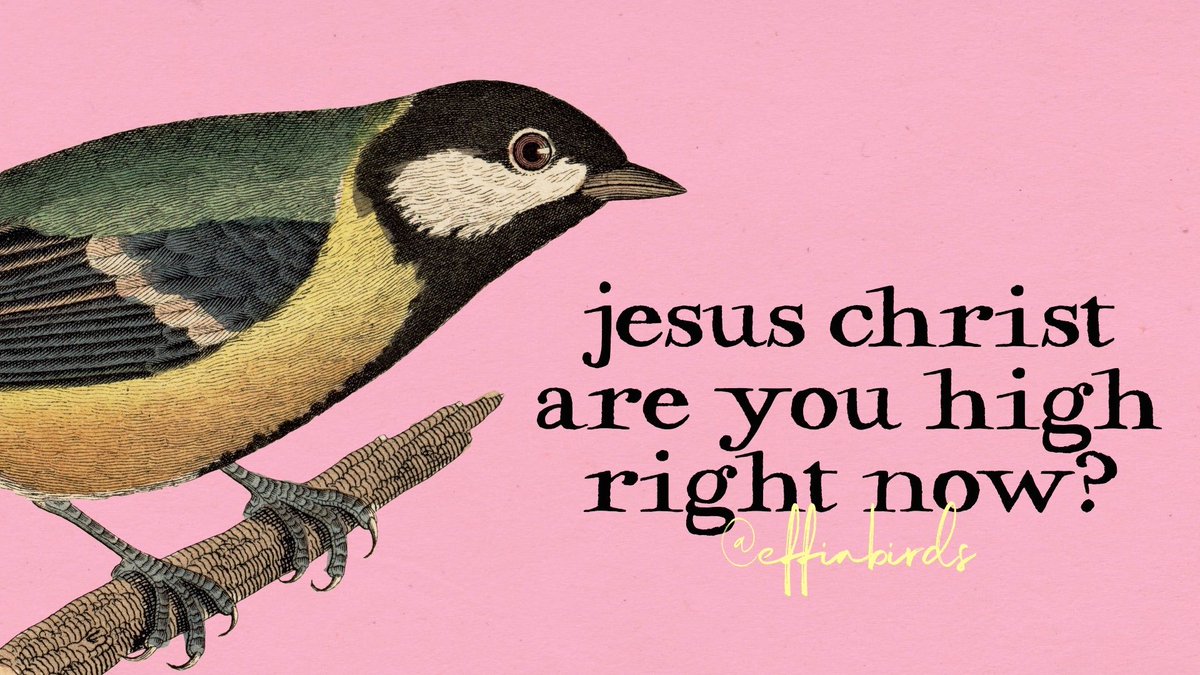 EffinBirds's tweet photo. https://t.co/qt0yWOQMXT