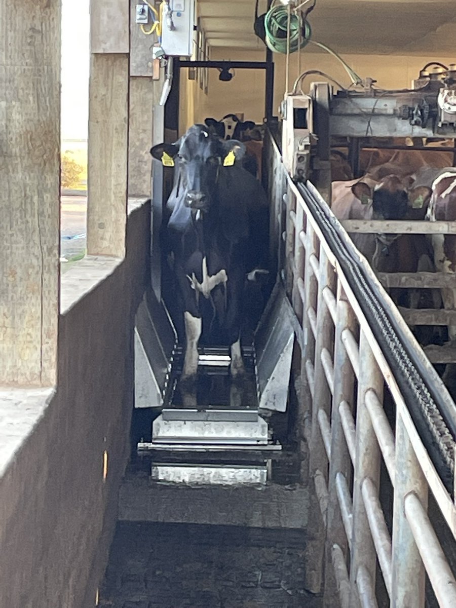 Finally getting some Hoofcount automatic baths in different States in the USA. Oregon, California, Kentucky, South Dakota , Michigan, Winsconsin and Minnesota all have dealers setup