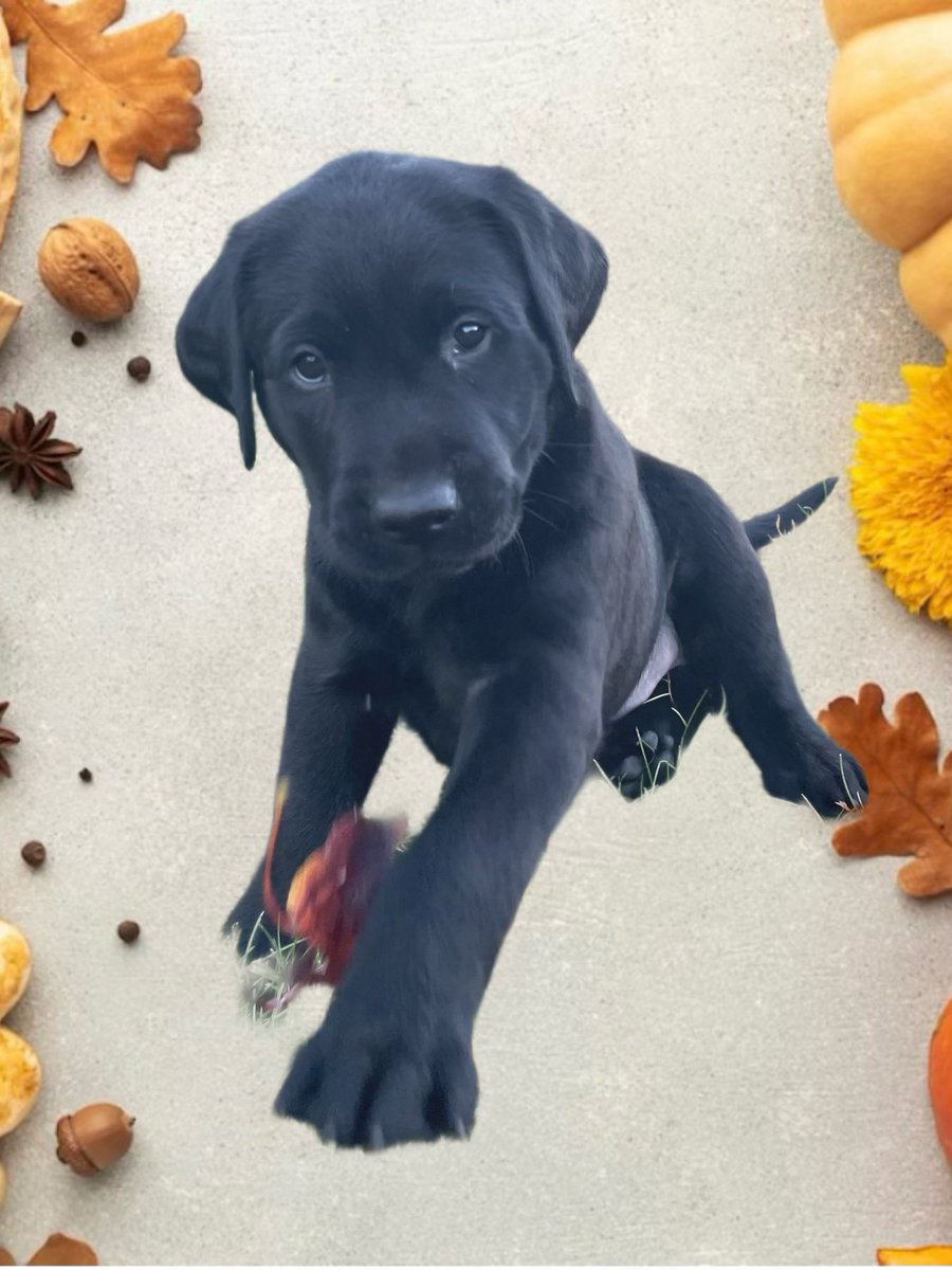 Happy Thanksgiving from all the pups at Puppies Behind Bars! Let all our lives be full of Thanks and Giving! Gobble til ya Wobble! #thanks #giving #turkeyday #pbb