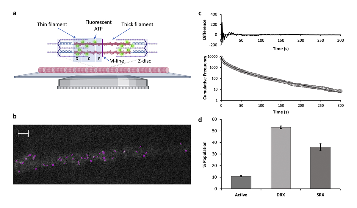 Journal of General Physiology (@jgenphysiol) on Twitter photo Single-molecule imaging reveals how mavacamten and PKA modulate ATP turnover in skeletal muscle myofibrils. A new study from Matvey Pilagov, <a href="/laurenswh/">Laurens Heling</a>, Neil Kad <a href="/Neil_Kad/">Neil Kad</a> and colleagues <a href="/BioKent/">School of Biosciences, University of Kent</a>: bit.ly/3ECaGiX
#MolecularPhysiology Single-molecule imaging reveals how mavacamten and PKA modulate ATP turnover in skeletal muscle myofibrils. A new study from Matvey Pilagov, <a href="/laurenswh/">Laurens Heling</a>, Neil Kad <a href="/Neil_Kad/">Neil Kad</a> and colleagues <a href="/BioKent/">School of Biosciences, University of Kent</a>: bit.ly/3ECaGiX
#MolecularPhysiology