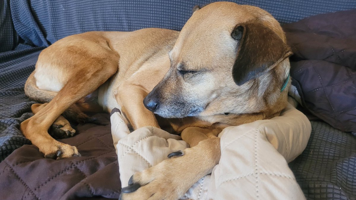 Post-Thanksgiving-dinner mood