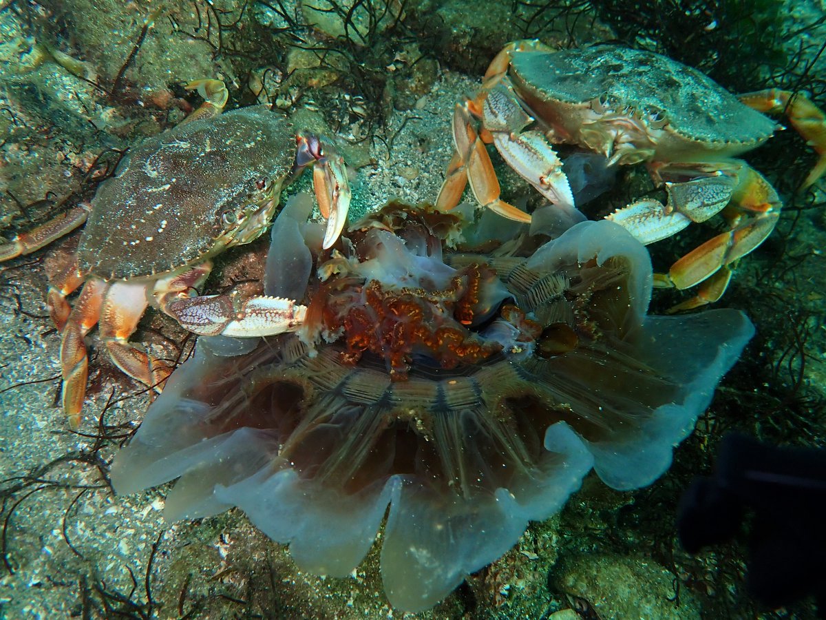 What eats #jellyfish (other than sea turtles)? #Crabs do!  Two Dungeness crabs feasting on a lion's mane jelly they just caught.

#BCDiving
