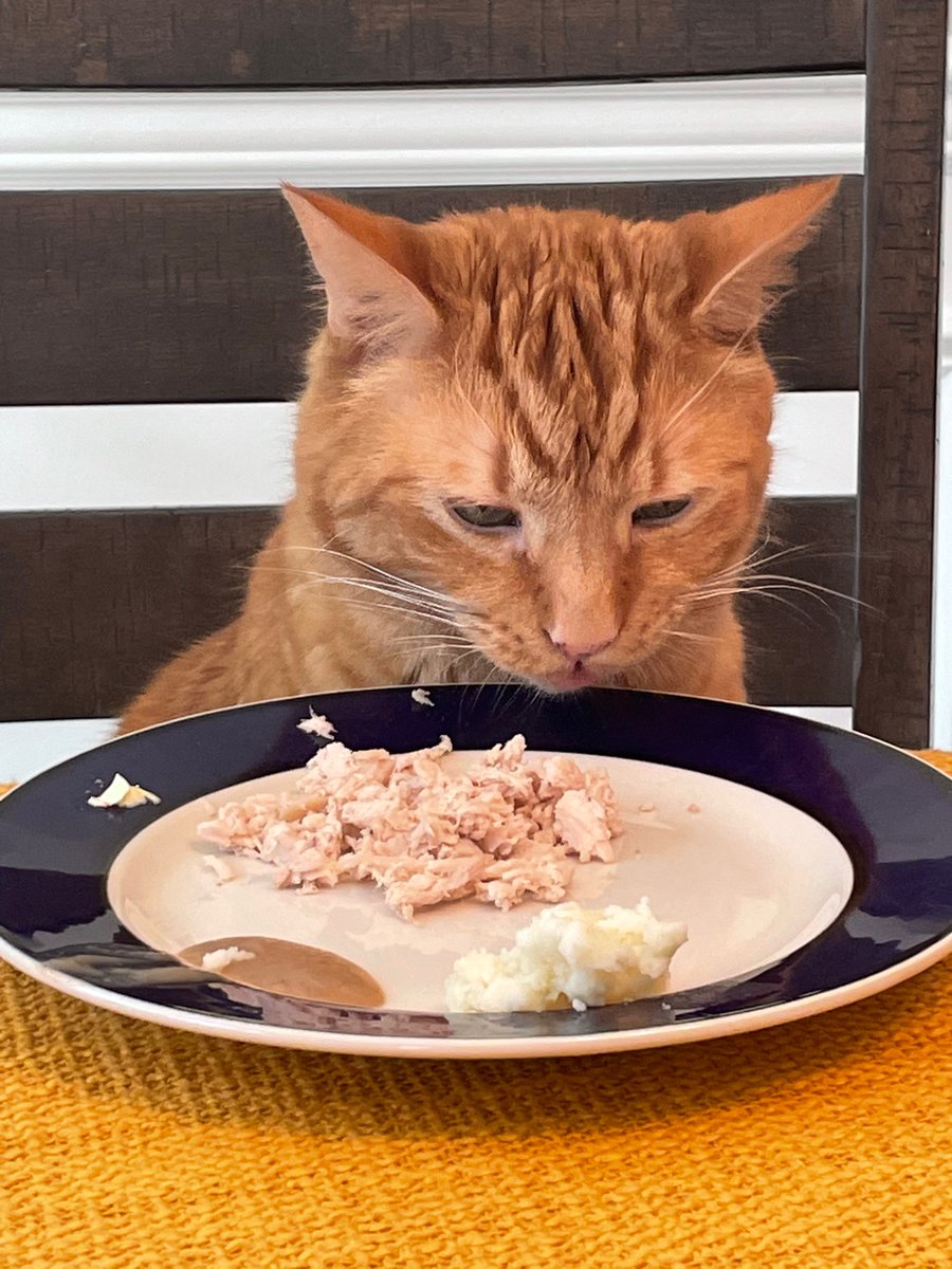 Happy Thanksgiving all you cool cats. #Thanksgiving #CatsOnTwitter #Cat #CatsAtTheTable