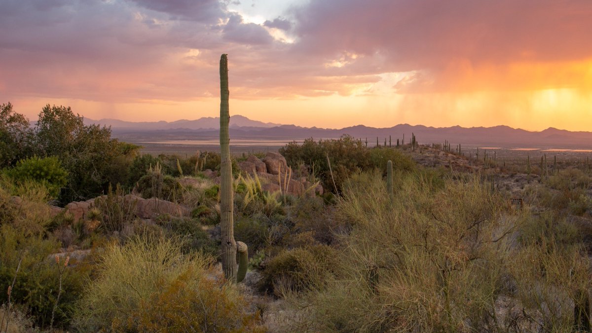 With the deepest gratitude, we thank YOU for sharing in the Sonoran Desert magic with all of us at your Desert Museum. 🌵❤️ We are grateful for every one of you! We hope you have a wonderful day with your loved ones--human, animal, and plant alike!