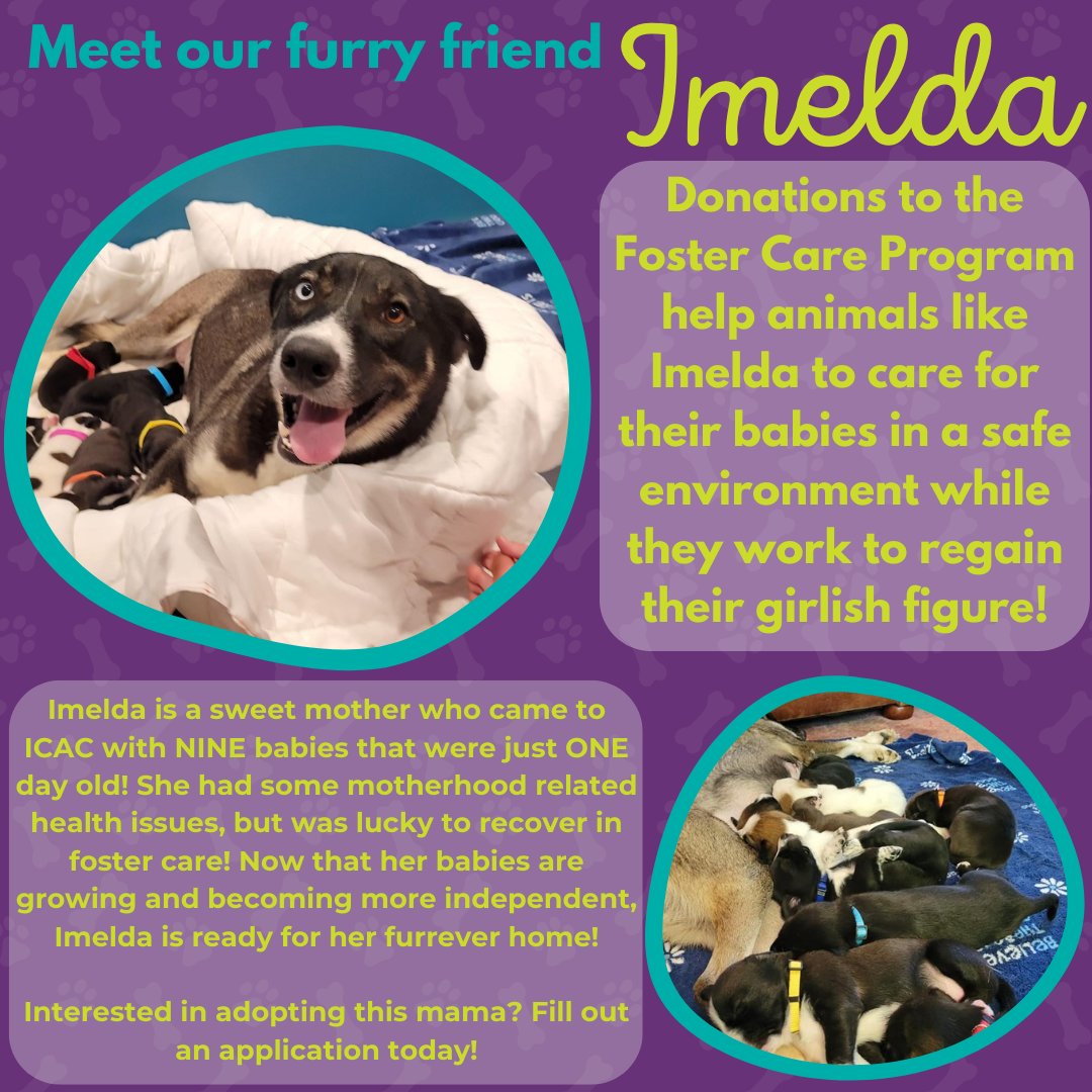 This momma spent the last couple of months caring for puppies. Now it's her turn to be cared for! Contact the Iowa City Animal Center for more information icanimalcenter.org/2227/Imelda

#iowacityanimalcareandadoptioncenter #dogs #dog #iowacity #iowacitydogs