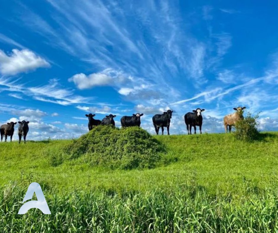 Thinking about a new website? Take a look at one that we've built for our clients, Kings Barn Camping > loom.ly/A6rvrAQ #anytimebooking #newwebsite