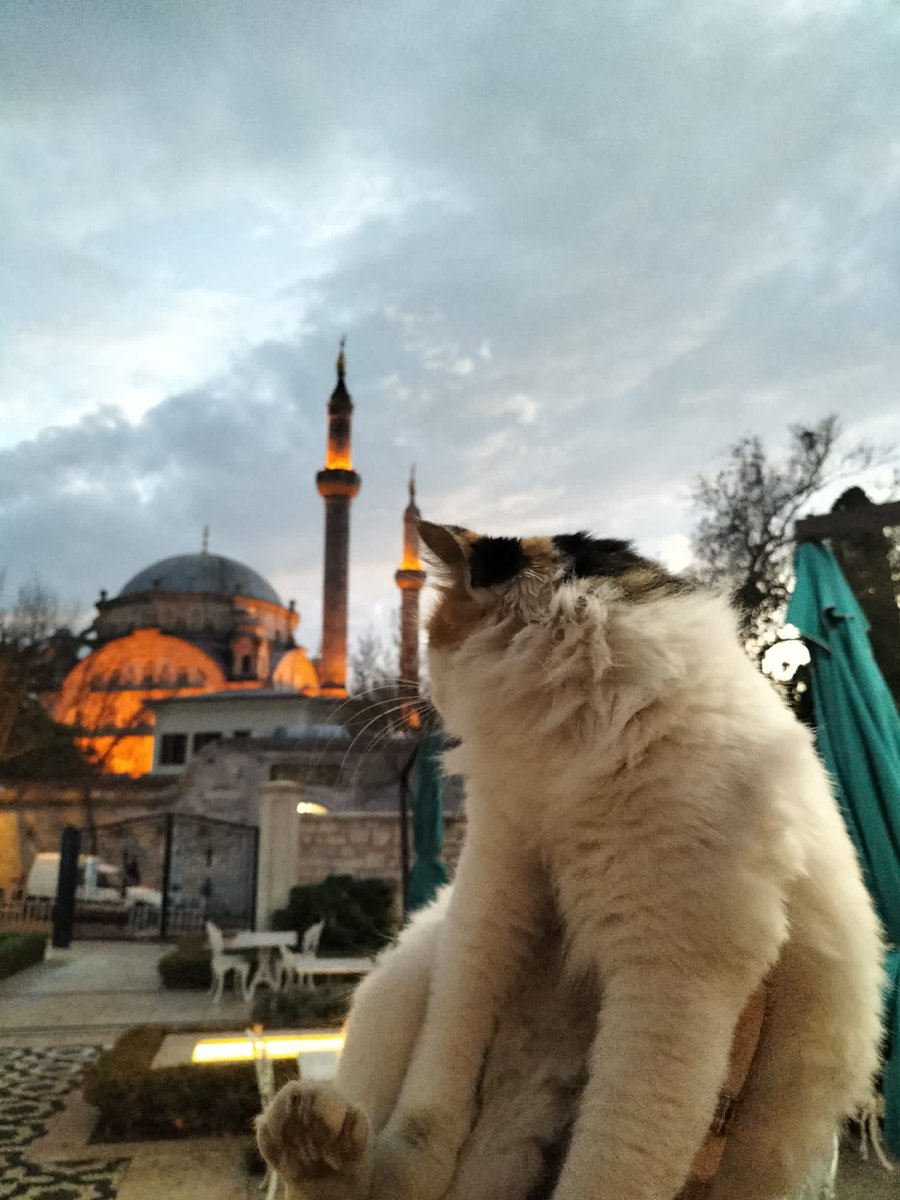 aleynaokurrr's tweet photo. Şu kedinin güzelliğine bakın https://t.co/ZuOFsqpqdh
