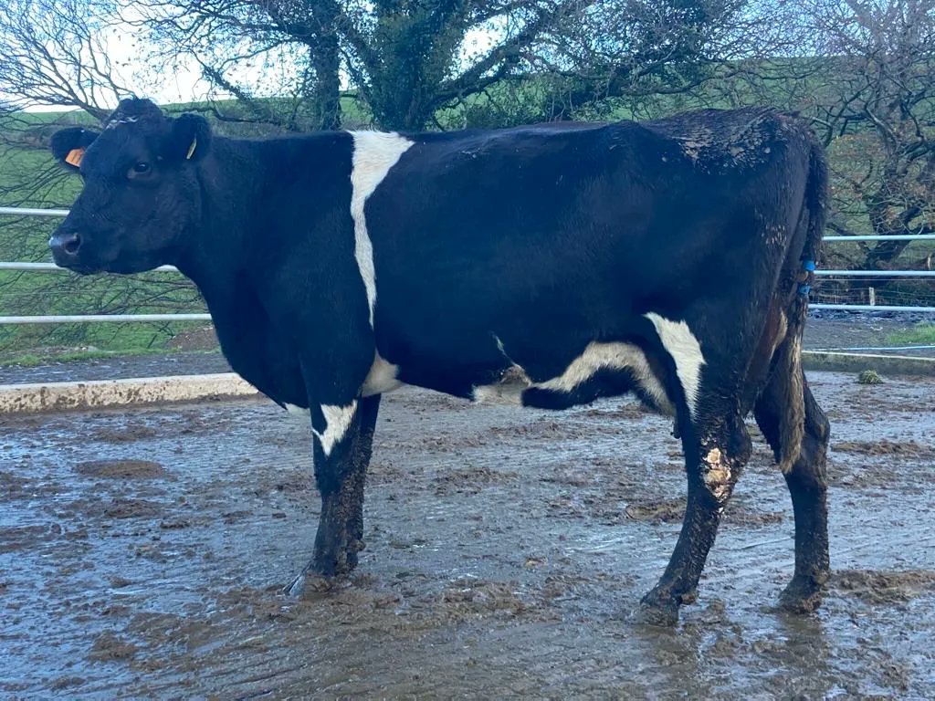 GrasstecLtd's tweet photo. 42 Jersey/NZ Fr/Fr April Calving Young Cows, High Solids % – UK🇬🇧 All in lactations 1-4, they look very youthful and are functionally correct good udders and feet. The cows are still milking around 10 litres /day @ 5.9 fat and 4.55 protein. https://t.co/iCz8mS2Et8 https://t.co/Gvj8h7GRd2