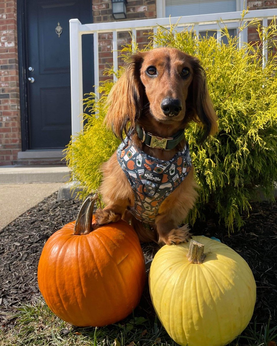 Tweet by Purdue Veterinary Medicine