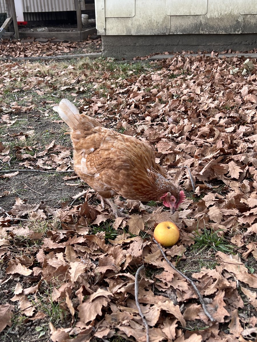 EM3DApp's tweet photo. It’s a great day to be a chicken! We’re giving away some EM3D Lifetime Bundles, in our @facebook group. https://t.co/fbmYxugZrp https://t.co/4u7vT8QRBt