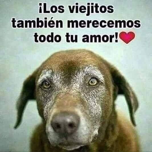 Adopta un viejito, si tienes uno, ámalo y no lo abandones.....