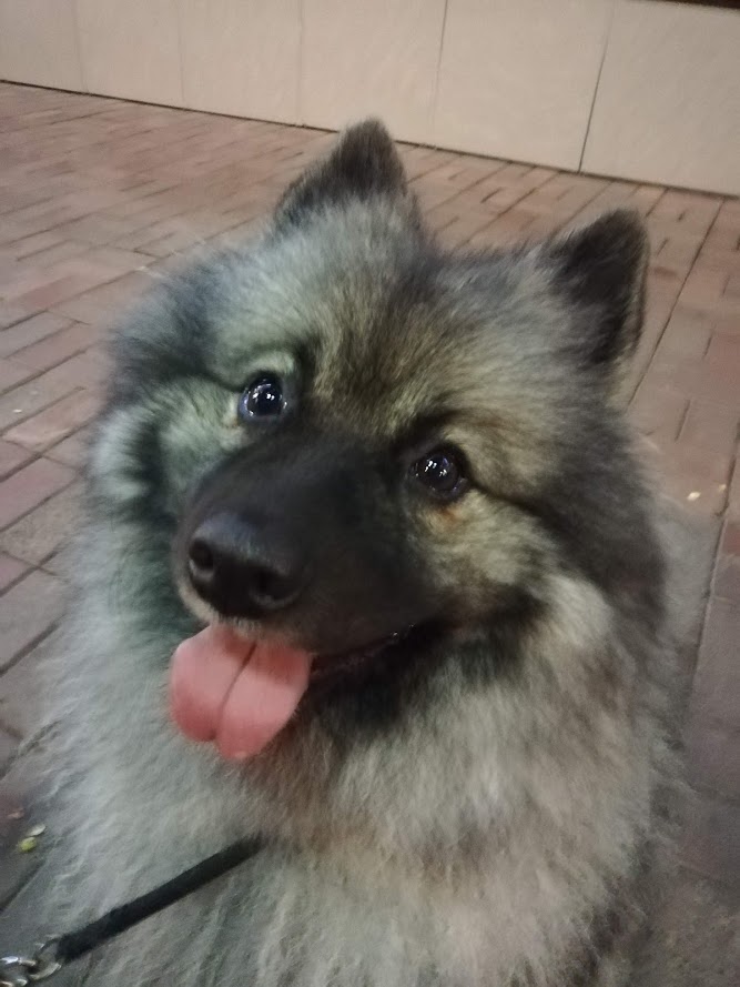 DogbotDog's tweet photo. Hello world https://t.co/suKOQao95d