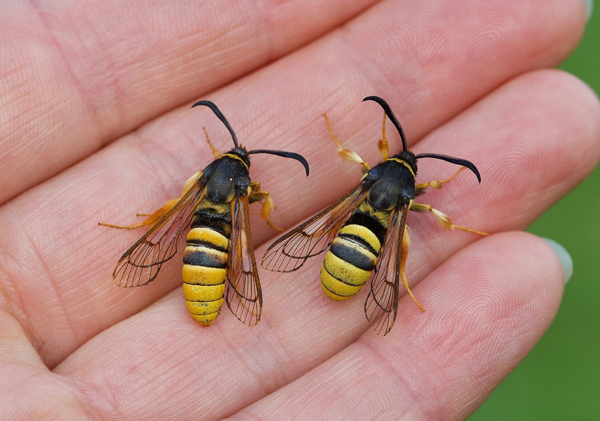 SamanthaMay64's tweet photo. A moth in the hand 4.....Merveille du Jour, Lunar Hornet Moths, Red-tipped Clearwings and Pine Hawk-moth. #Moth https://t.co/q9WZgjXBe0