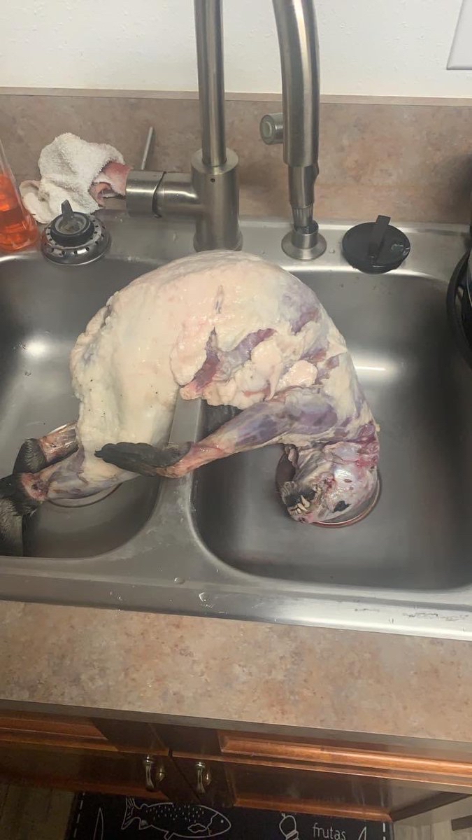 whogot10bucks's tweet photo. about to start marinating the turkey! : D happy thanksgiving everyone! https://t.co/Mi7GdzKeVu