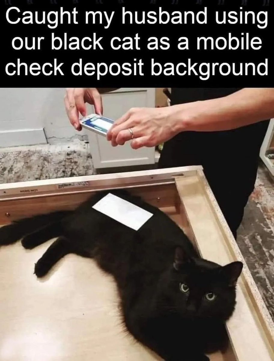 cats who share one braincell tweet media