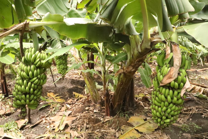 GovernorMwadime's tweet photo. Taita Taveta County has not yet fully exploited the agricultural capability to strengthen food security, nutrition and generate income. #WekezaTaitaTaveta https://t.co/TcY2V0KCri