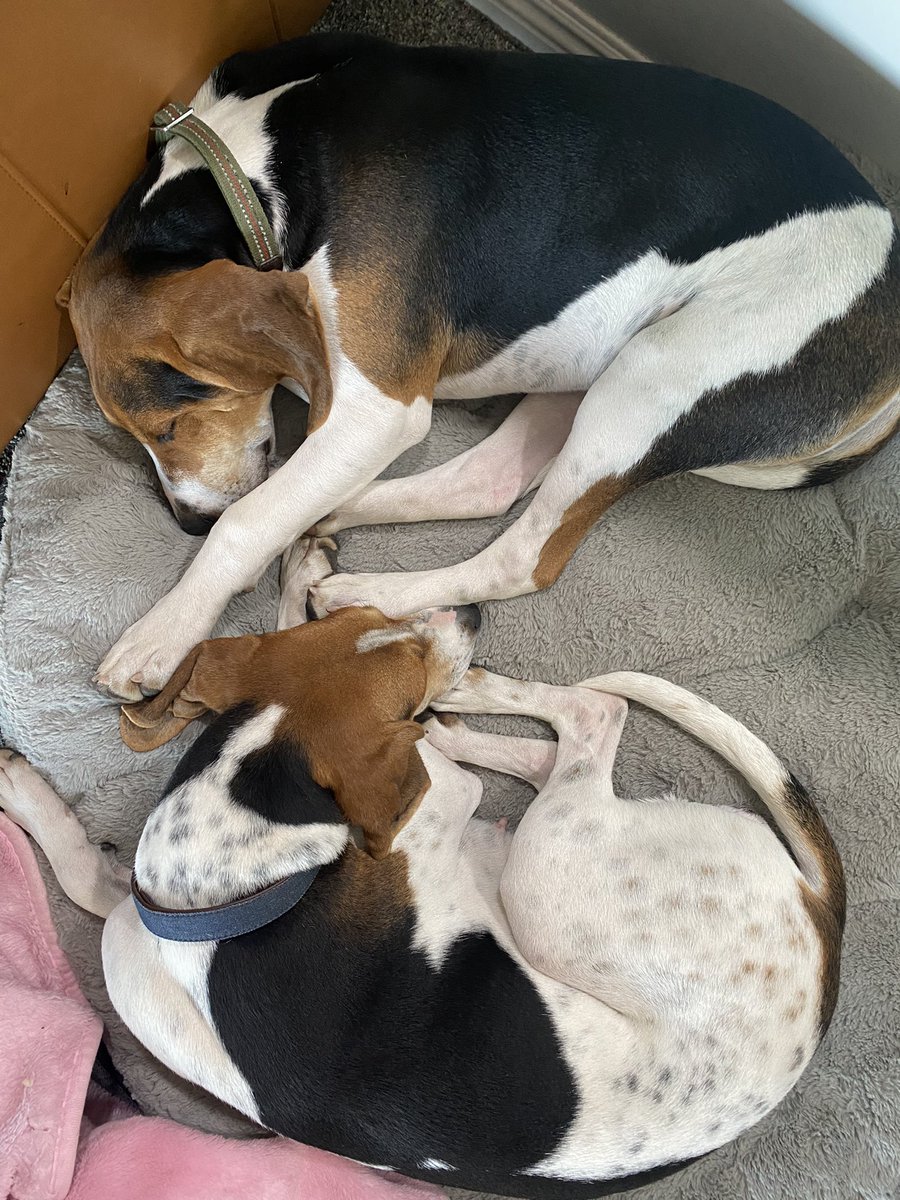 Our treeing Walker coonhounds, winners of the hound group in dog show. Happy Thanksgiving.